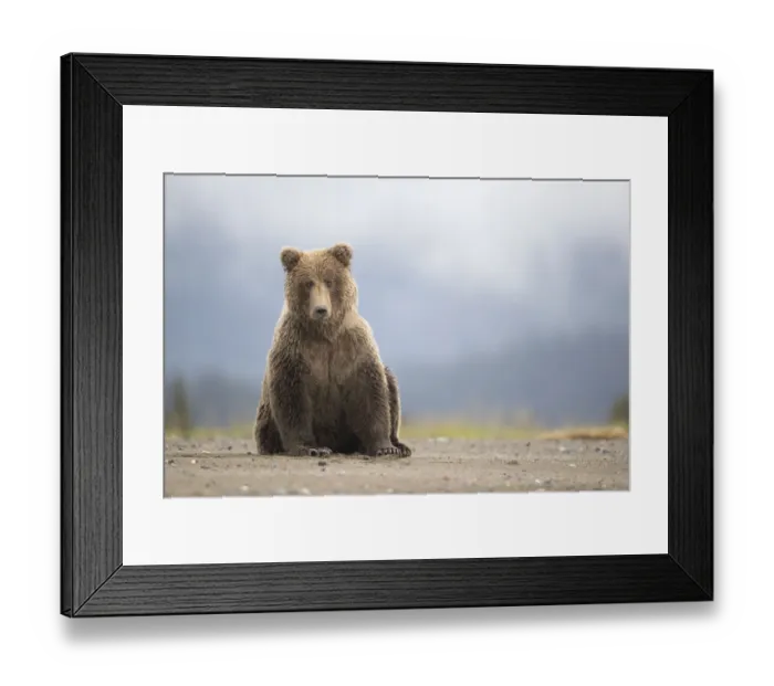 Framed Print : Grizzly Bear (Ursus arctos) resting, Lake Clarke National Park, Alaska, September Framed Print : Grizzly Bear (Ursus arctos) resting, Lake Clarke National Park, Alaska, September