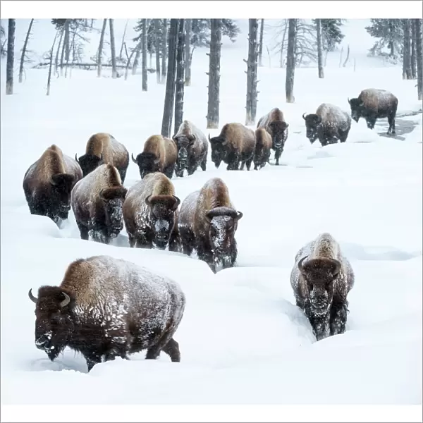 Herd of American bison (Bison bison) in snow, Yellowstone National Park, Wyoming, Yellowstone