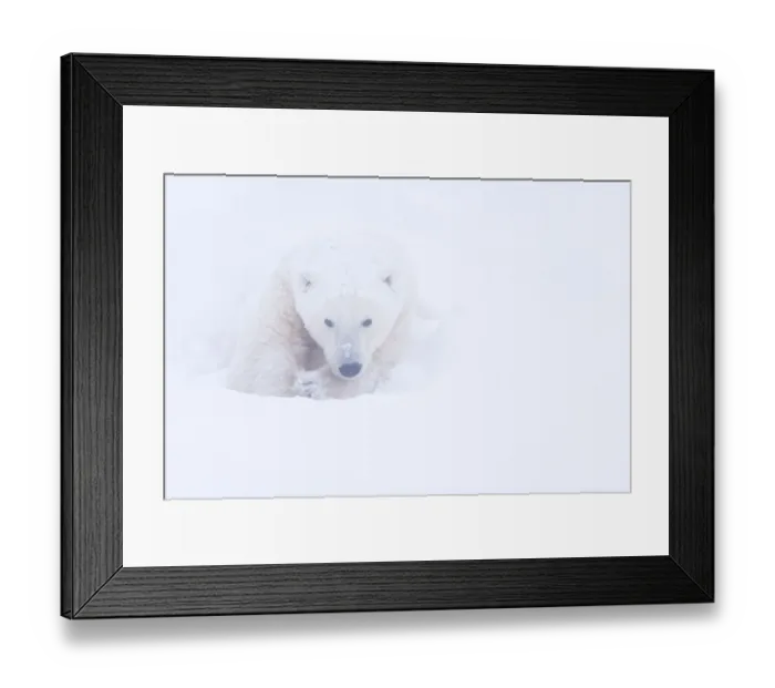 Framed Print : Polar bear (Ursus maritimus) huddled in snow, Churchill, Hudson Bay, Manitoba, Canada Framed Print : Polar bear (Ursus maritimus) huddled in snow, Churchill, Hudson Bay, Manitoba, Canada