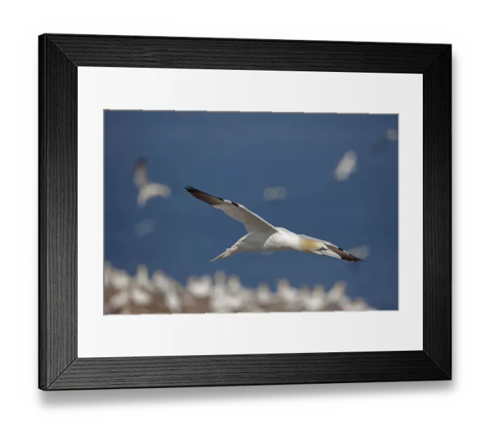 Framed Print : Northern gannet (Morus bassanus) in flight over colony, Quebec, Canada, August
