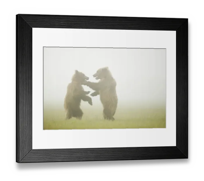 Framed Print : Grizzly cubs (Ursus arctos) two play fighting in the mist, near Brooks Falls in Katmai Framed Print : Grizzly cubs (Ursus arctos) two play fighting in the mist, near Brooks Falls in Katmai