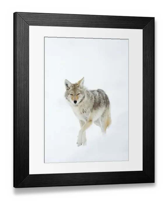 Framed Print : Coyote (Canis latrans) in snow, Yellowstone National Park, Wyoming, USA, February Framed Print : Coyote (Canis latrans) in snow, Yellowstone National Park, Wyoming, USA, February