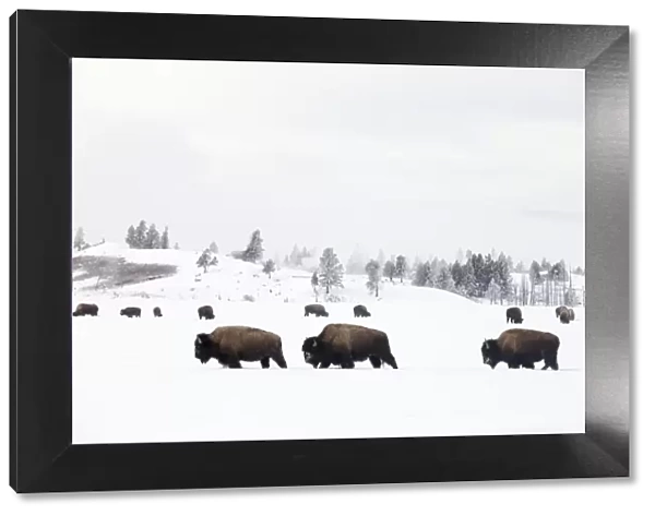 RF -Three Bison (Bison bison) walking through snow with herd feeding in background