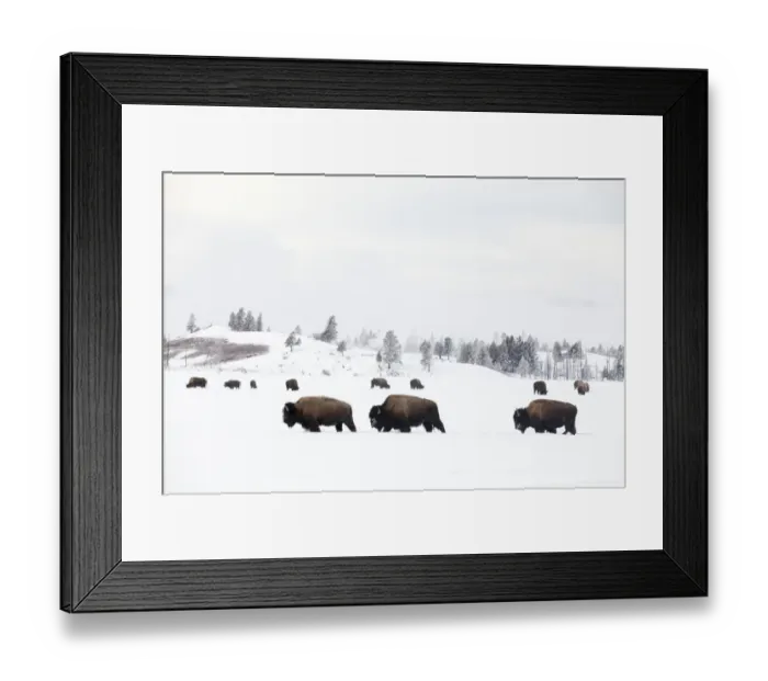 Framed Print : RF -Three Bison (Bison bison) walking through snow with herd feeding in background Framed Print : RF -Three Bison (Bison bison) walking through snow with herd feeding in background