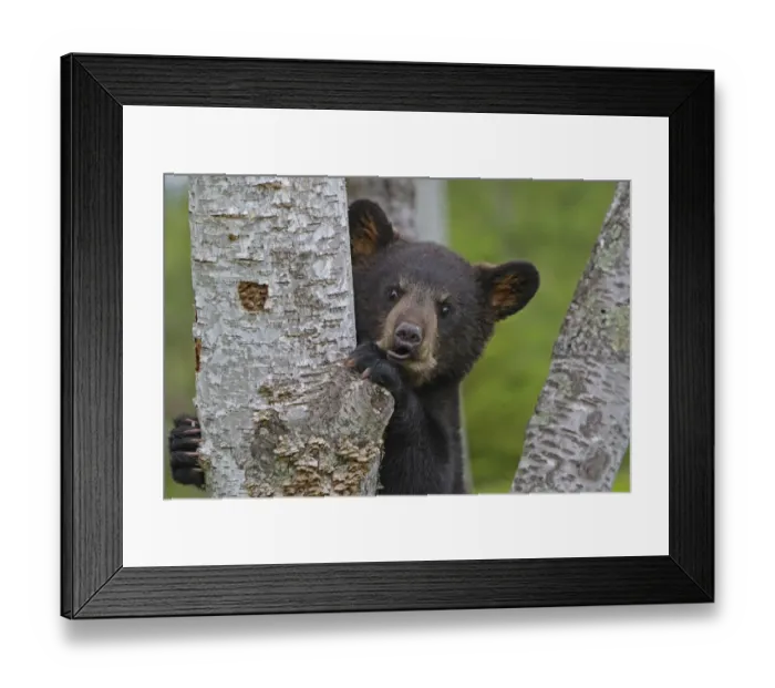 Framed Print : Black Bear (Ursus americanus), cub age 4 months, captive, USA Framed Print : Black Bear (Ursus americanus), cub age 4 months, captive, USA