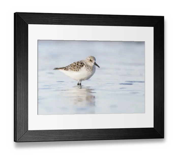 Framed Print : Sanderling (Calidris alba) standing in shallow water, Nova Scotia, Canada, May Framed Print : Sanderling (Calidris alba) standing in shallow water, Nova Scotia, Canada, May