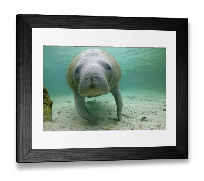 Framed Print : Florida manatee (Trichechus manatus latirostrus), Three Sisters Springs, Crystal River Framed Print : Florida manatee (Trichechus manatus latirostrus), Three Sisters Springs, Crystal River