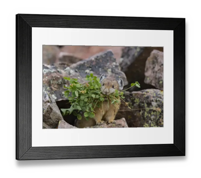 Framed Print : Pika (Ochotona princeps) gathering plants to store for winter, Bridger National Forest Framed Print : Pika (Ochotona princeps) gathering plants to store for winter, Bridger National Forest