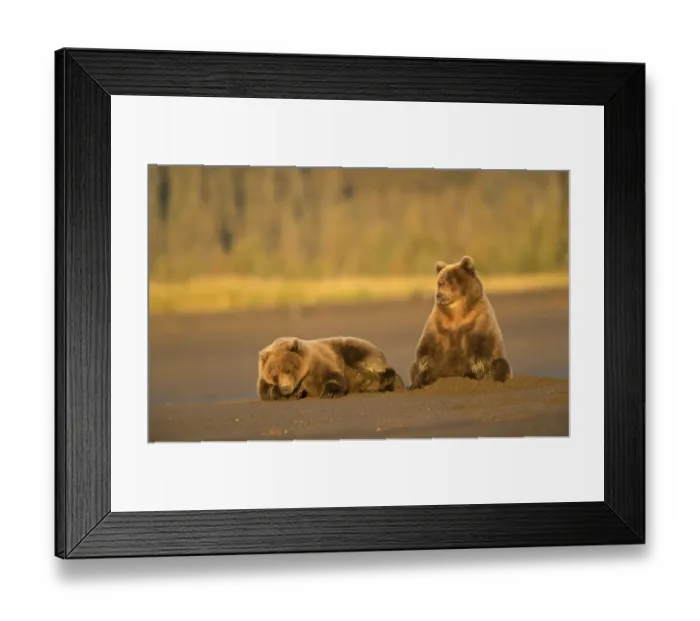 Framed Print : Grizzly Bears (Ursus arctos) resting, Lake Clarke National Park, Alaska, September Framed Print : Grizzly Bears (Ursus arctos) resting, Lake Clarke National Park, Alaska, September