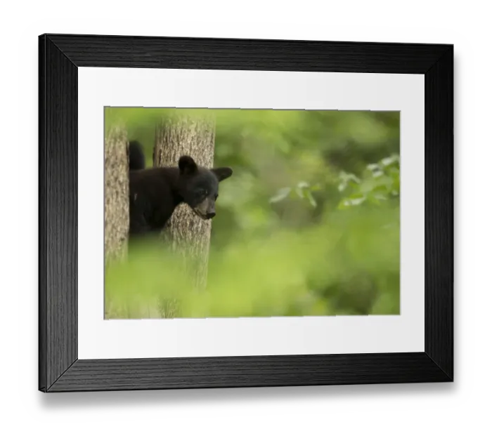 Framed Print : RF - Black bear cub (Ursus americanus) peeping through some trees, Minnesota, USA, June Framed Print : RF - Black bear cub (Ursus americanus) peeping through some trees, Minnesota, USA, June