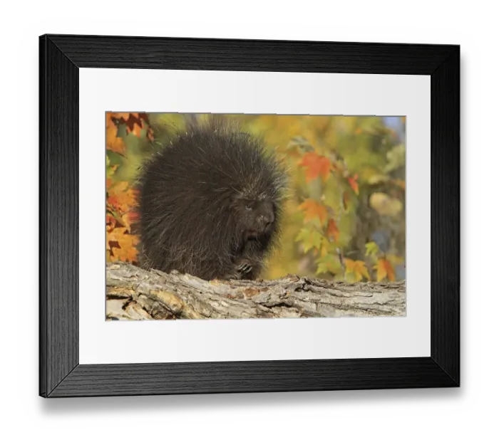 Framed Print : North American porcupine (Erethizon dorsatum), captive, USA, September