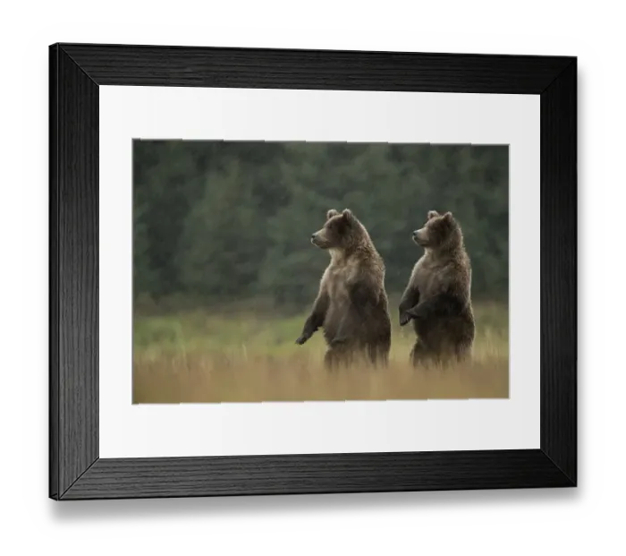 Framed Print : Grizzly Bears (Ursus arctos) standing in heavy rain, Lake Clarke National Park, Alaska Framed Print : Grizzly Bears (Ursus arctos) standing in heavy rain, Lake Clarke National Park, Alaska