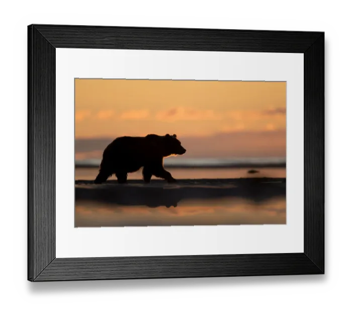 Framed Print : RF - Grizzly Bear (Ursus arctos) at dawn, Lake Clarke National Park, Alaska, September Framed Print : RF - Grizzly Bear (Ursus arctos) at dawn, Lake Clarke National Park, Alaska, September