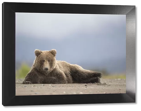 RF - Grizzly Bear (Ursus arctos) resting, Lake Clarke National Park, Alaska, September