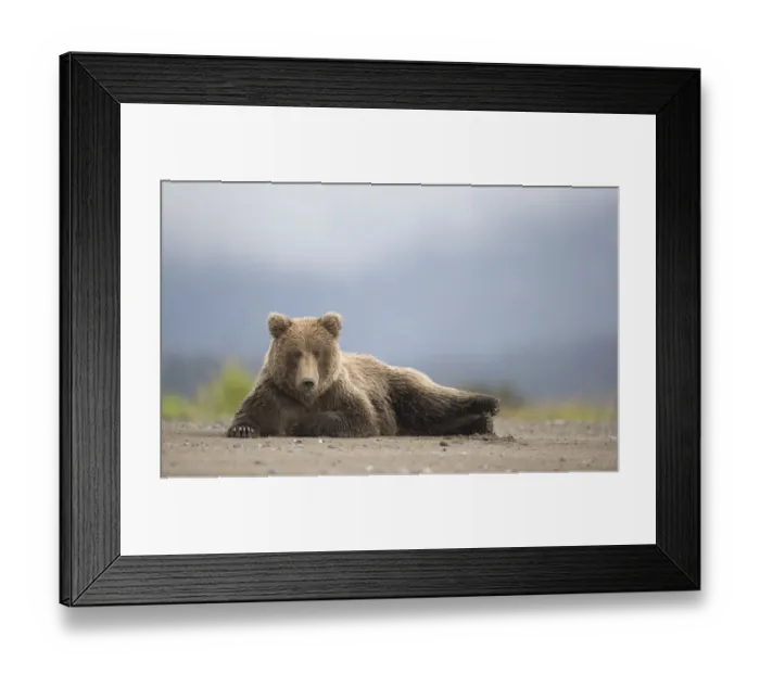 Framed Print : RF - Grizzly Bear (Ursus arctos) resting, Lake Clarke National Park, Alaska, September Framed Print : RF - Grizzly Bear (Ursus arctos) resting, Lake Clarke National Park, Alaska, September