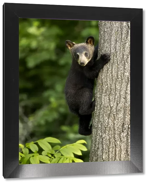 RF - Black bear cub (Ursus americanus) climbing a tree, Minnesota, USA, June