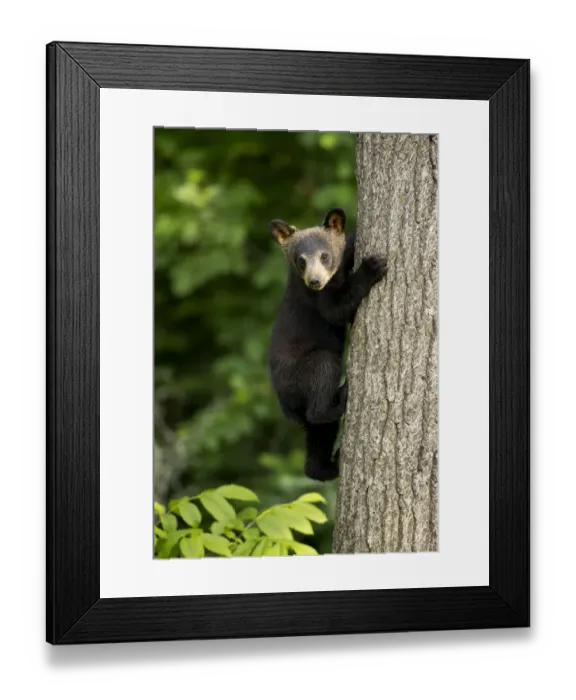 Framed Print : RF - Black bear cub (Ursus americanus) climbing a tree, Minnesota, USA, June Framed Print : RF - Black bear cub (Ursus americanus) climbing a tree, Minnesota, USA, June