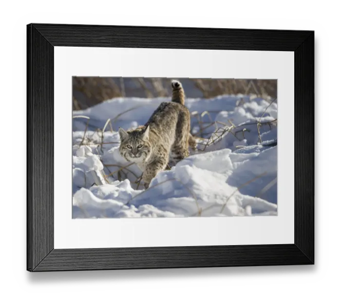 Framed Print : North American bobcat (Lynx rufus) stalking along the edge of the Madison River Framed Print : North American bobcat (Lynx rufus) stalking along the edge of the Madison River