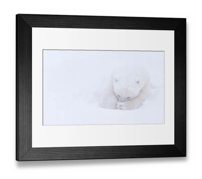 Framed Print : Polar bear (Ursus maritimus) huddled in snow, Churchill, Hudson Bay, Manitoba, Canada Framed Print : Polar bear (Ursus maritimus) huddled in snow, Churchill, Hudson Bay, Manitoba, Canada