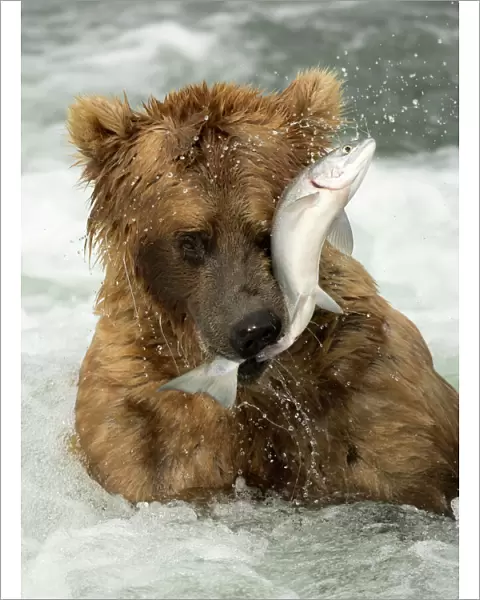Grizzly bear (Ursus arctos) catching a fish, Brooks Falls in Katmai National Park