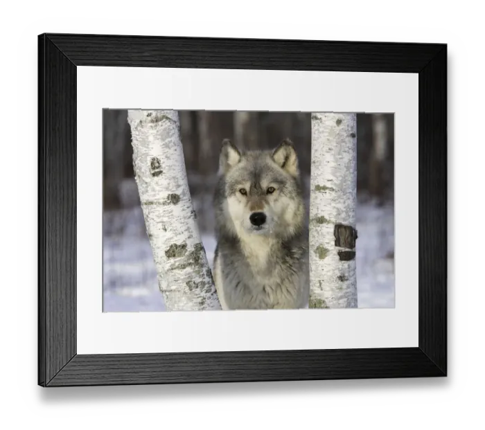 Framed Print : Grey Wolf (Canis lupus) in between birch trees, captive, USA Framed Print : Grey Wolf (Canis lupus) in between birch trees, captive, USA