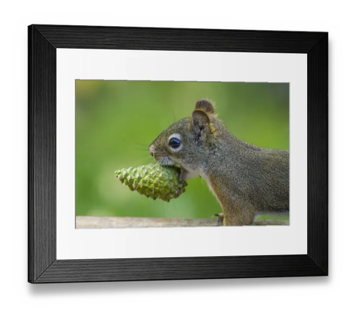 Framed Print : American red squirrel (Tamiasciurus hudsonicus) collecting, Douglas Fir (Pseudotsuga Framed Print : American red squirrel (Tamiasciurus hudsonicus) collecting, Douglas Fir (Pseudotsuga