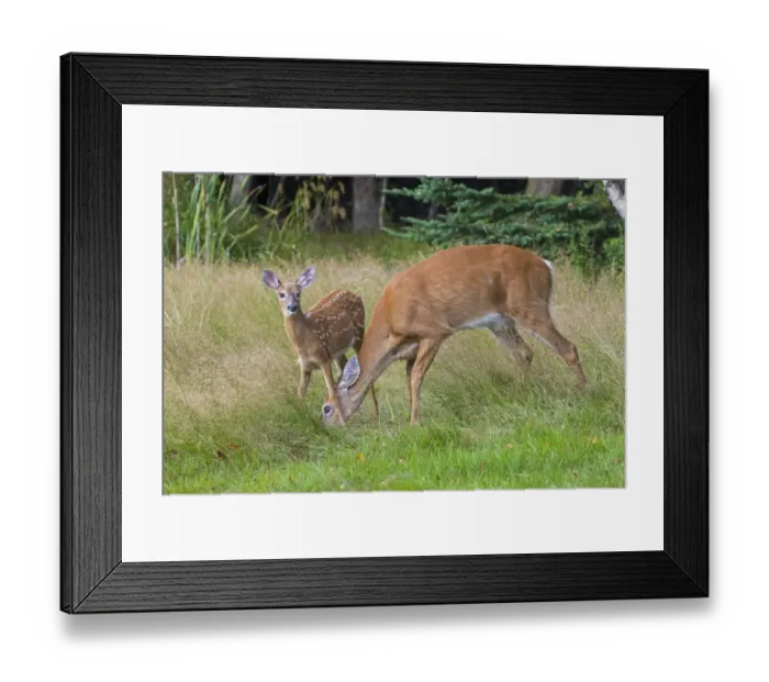 Framed Print : White-tailed Deer (Odocoileus virginianus) mother and fawn, Acadia National Park, Maine, USA Framed Print : White-tailed Deer (Odocoileus virginianus) mother and fawn, Acadia National Park, Maine, USA