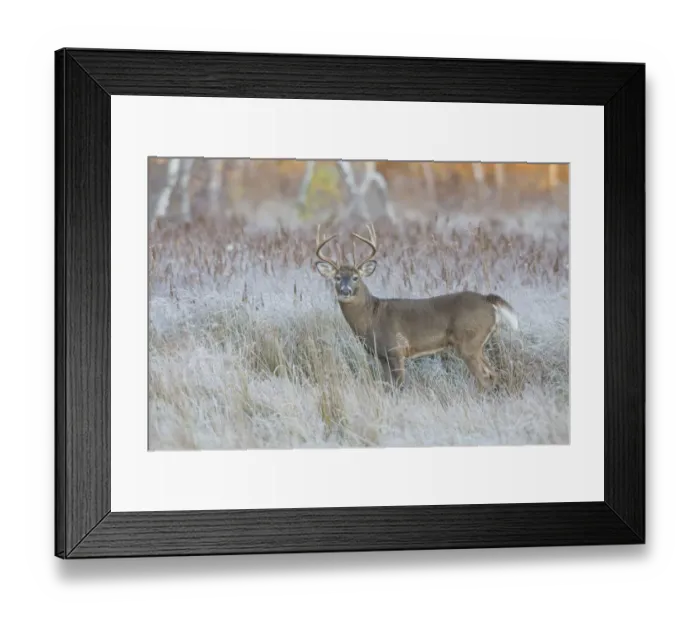Framed Print : White-tailed Deer (Odocoileus virginianus) buck during the rut. Acadia National Park, Maine, USA