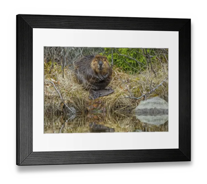 Framed Print : North American Beaver (Castor canadensis) grooming at the side of the pond. Acadia National Park Framed Print : North American Beaver (Castor canadensis) grooming at the side of the pond. Acadia National Park