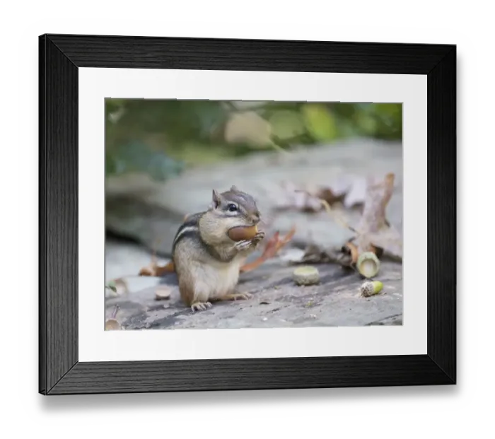 Framed Print : Eastern chipmunk (Tamias striatus) gathering white oak acorns in cheek pouch, Chestnut Hill Framed Print : Eastern chipmunk (Tamias striatus) gathering white oak acorns in cheek pouch, Chestnut Hill