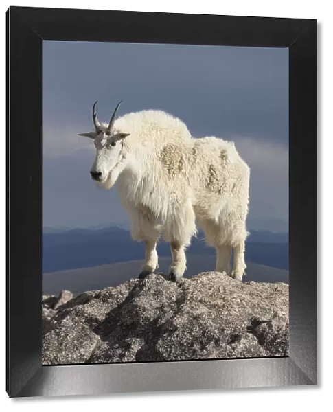 Rocky Mountain Goat (Oreamnos americanus) male on rocks at 14, 000 feet elevation