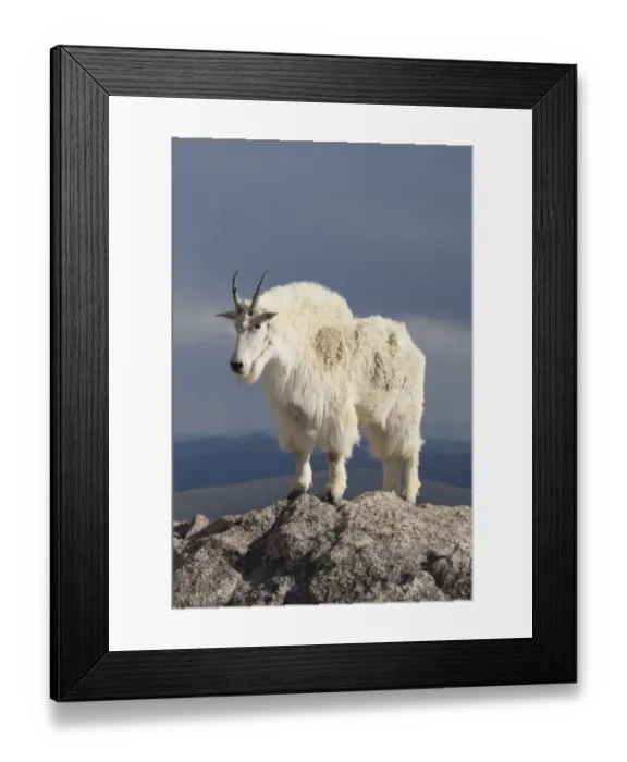 Framed Print : Rocky Mountain Goat (Oreamnos americanus) male on rocks at 14, 000 feet elevation Framed Print : Rocky Mountain Goat (Oreamnos americanus) male on rocks at 14, 000 feet elevation