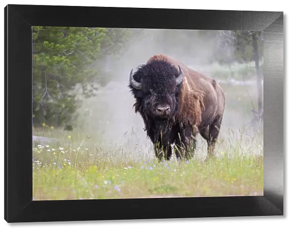 American bison (Bison bison) Yellowstone National Park, Montana, USA