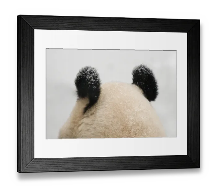 Framed Print : Giant panda (Ailuropoda melanoleuca) rear view of top of head and ears, in the snow Framed Print : Giant panda (Ailuropoda melanoleuca) rear view of top of head and ears, in the snow