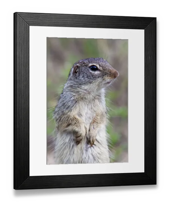 Framed Print : Mexican ground-squirrel (Spermophilus mexicanus) Laredo Borderlands, Texas, USA. April Framed Print : Mexican ground-squirrel (Spermophilus mexicanus) Laredo Borderlands, Texas, USA. April