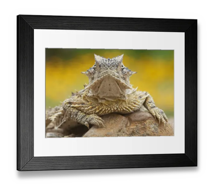 Framed Print : Texas horned lizard (Phrynosoma cornutum) portrait, Laredo Borderlands, Texas, USA Framed Print : Texas horned lizard (Phrynosoma cornutum) portrait, Laredo Borderlands, Texas, USA