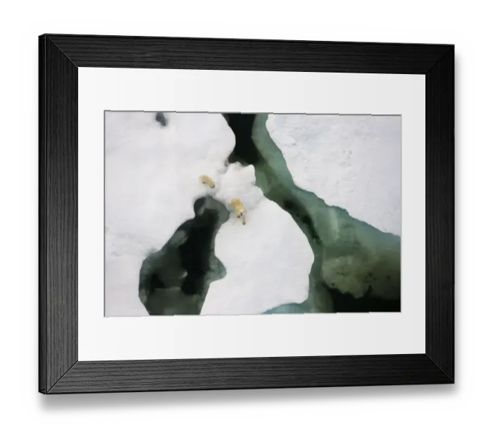 Framed Print : Polar bear (Ursus maritimus) aerial view of sow with cub along the Arctic coast in summer Framed Print : Polar bear (Ursus maritimus) aerial view of sow with cub along the Arctic coast in summer