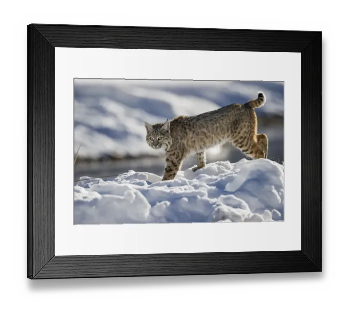 Framed Print : North American Bobcat (Lynx rufus) stalking along Madison River. Yellowstone National Park Framed Print : North American Bobcat (Lynx rufus) stalking along Madison River. Yellowstone National Park