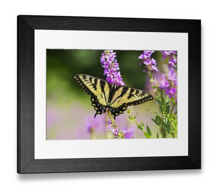 Framed Print : Eastern tiger swallowtail butterfly (Papilio glaucus) female, nectaring on Purple Loosestrife