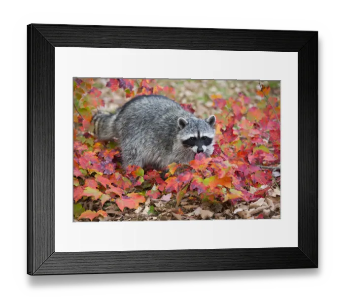 Framed Print : RF - Raccoon (Procyon lotor) in autumn foliage. Connecticut, USA. October Framed Print : RF - Raccoon (Procyon lotor) in autumn foliage. Connecticut, USA. October