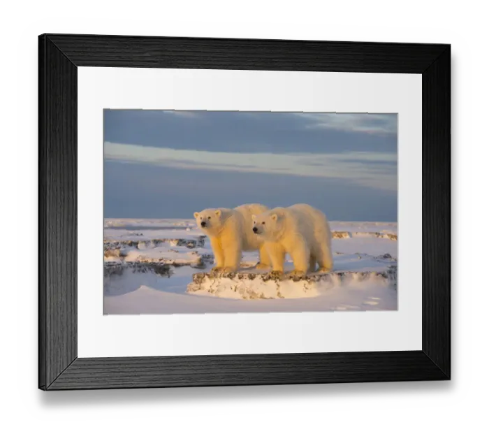 Framed Print : Two young Polar bears (Ursus maritimus) on newly formed pack ice, near Kaktovik, Barter Island Framed Print : Two young Polar bears (Ursus maritimus) on newly formed pack ice, near Kaktovik, Barter Island