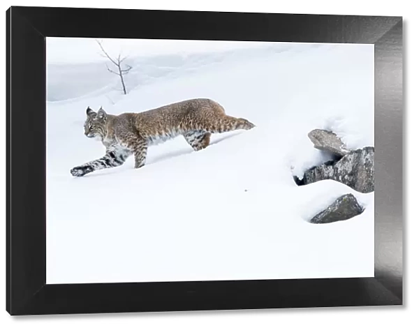 North American bobcat (Lynx rufus) striding through deep snow. Madison River Valley