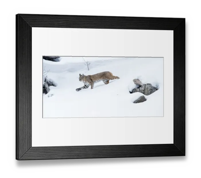 Framed Print : North American bobcat (Lynx rufus) striding through deep snow. Madison River Valley Framed Print : North American bobcat (Lynx rufus) striding through deep snow. Madison River Valley