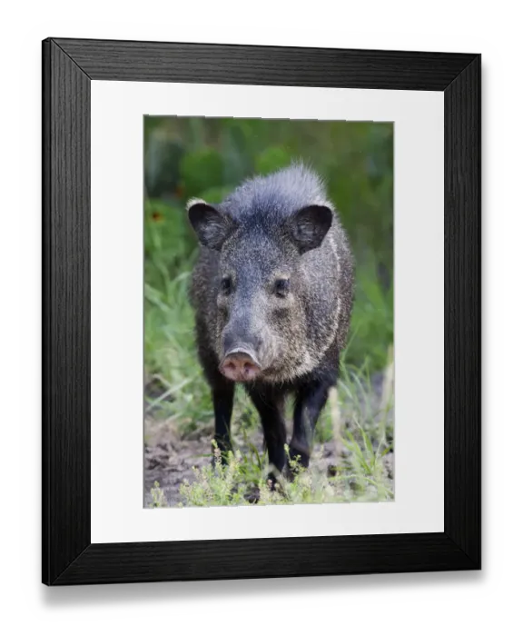 Framed Print : Collared peccary (Pecari tajacu) Laredo Borderlands, Texas, USA. April Framed Print : Collared peccary (Pecari tajacu) Laredo Borderlands, Texas, USA. April