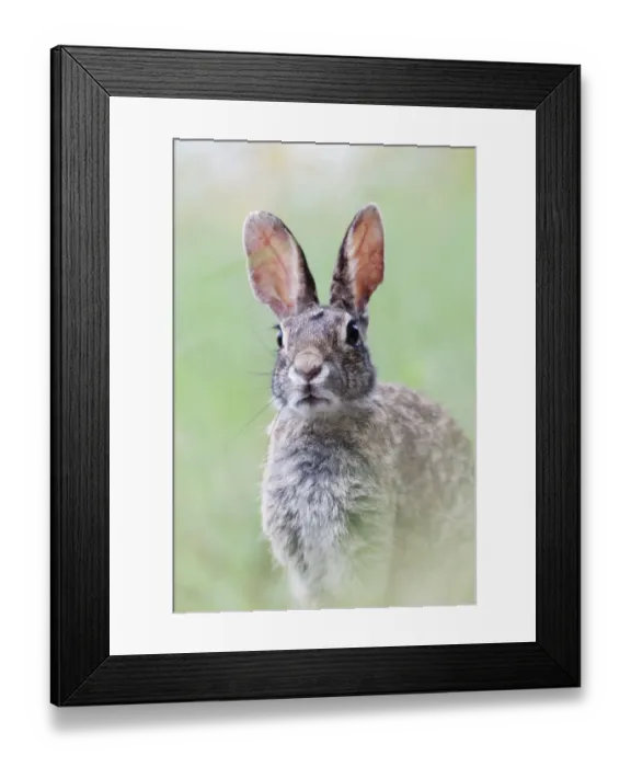 Framed Print : Eastern cottontail (Sylvilagus floridanus) Laredo Borderlands, Texas, USA. April Framed Print : Eastern cottontail (Sylvilagus floridanus) Laredo Borderlands, Texas, USA. April
