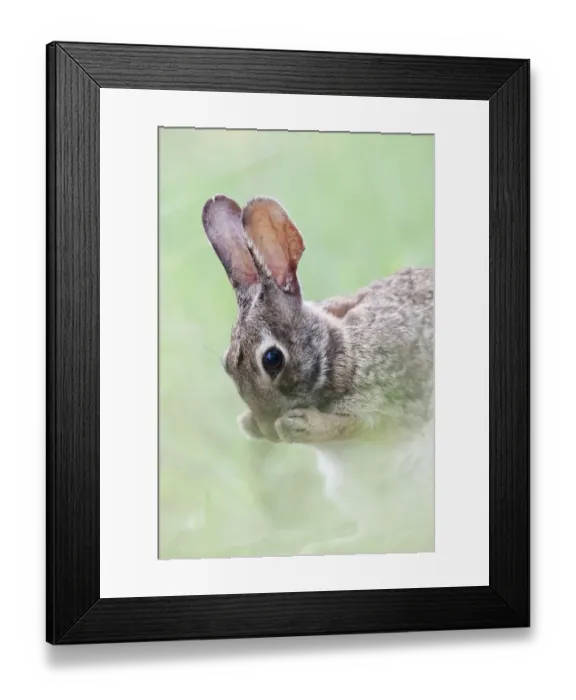 Framed Print : Eastern cottontail (Sylvilagus floridanus) cleaning face, Laredo Borderlands, Texas, USA Framed Print : Eastern cottontail (Sylvilagus floridanus) cleaning face, Laredo Borderlands, Texas, USA