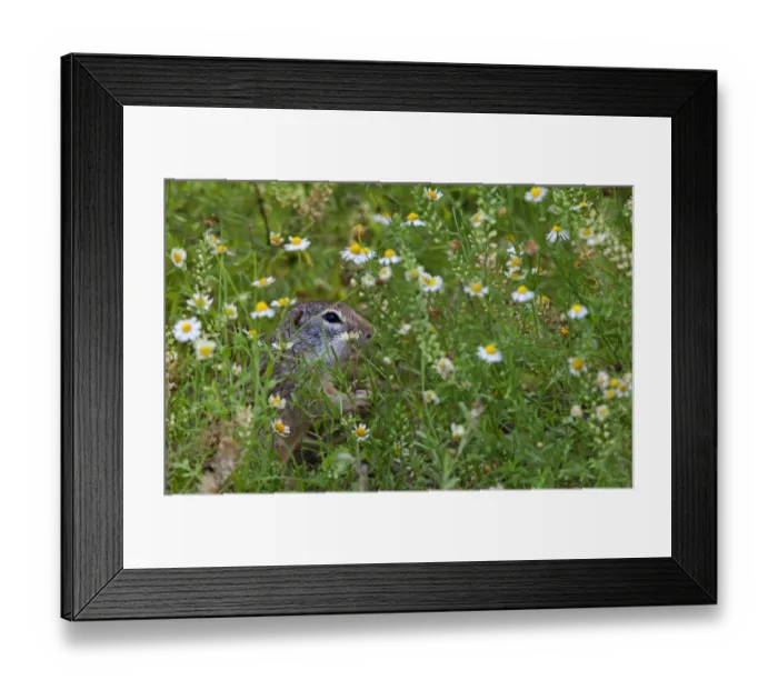Framed Print : Mexican ground squirrel (Spermophilus mexicanus) Laredo Borderlands, Texas, USA. April Framed Print : Mexican ground squirrel (Spermophilus mexicanus) Laredo Borderlands, Texas, USA. April