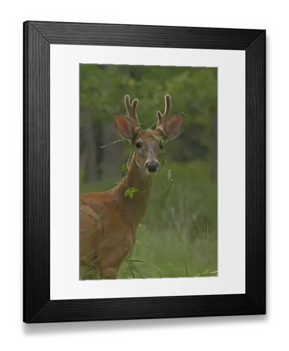 Framed Print : Young White tailed deer (Odocoileus virginianus) buck in velvet with plants caught in antlers Framed Print : Young White tailed deer (Odocoileus virginianus) buck in velvet with plants caught in antlers