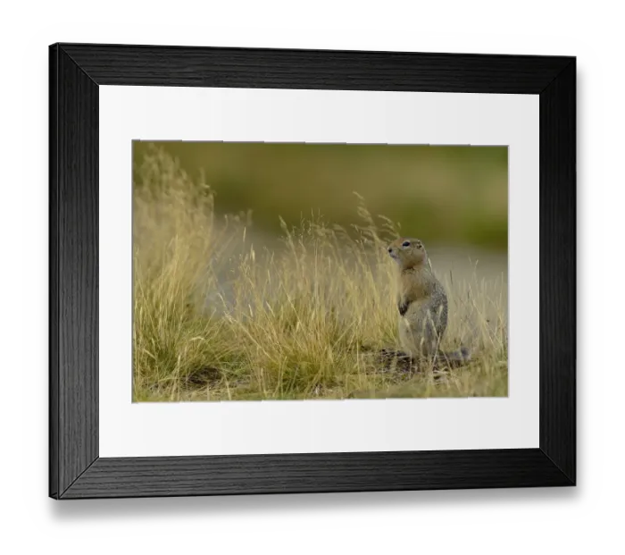 Framed Print : Arctic ground squirrel (Spermophilus parryii) Katmai National Park, Alaska, USA, August Framed Print : Arctic ground squirrel (Spermophilus parryii) Katmai National Park, Alaska, USA, August