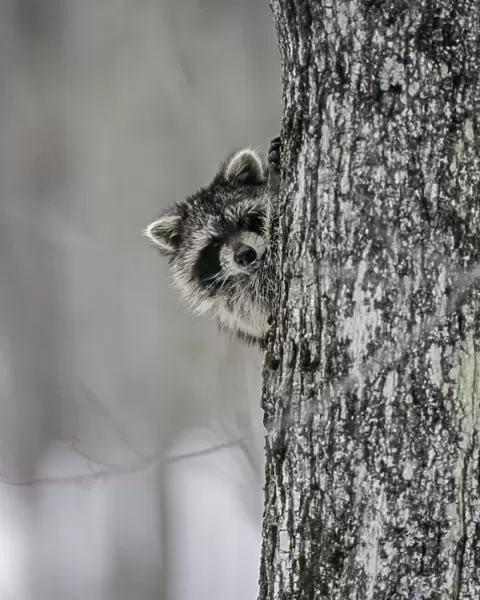 Raccoon (Procyon lotor) peering out from behind tree trunk, Baxter State Park, Maine, USA